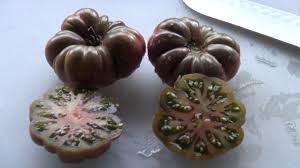 Afbeeldingsresultaat voor purple calabash tomato