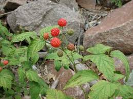 Attēlu rezultāti vaicājumam “Rubus idaeus fruit”