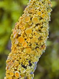 Attēlu rezultāti vaicājumam “Xanthoria polycarpa”