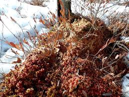 Attēlu rezultāti vaicājumam “Sphagnum fuscum”