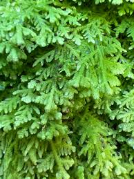 Attēlu rezultāti vaicājumam “Trichocolea tomentella sporophyte”