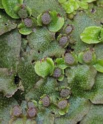 Attēlu rezultāti vaicājumam “Conocephalum salebrosum”