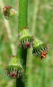 Attēlu rezultāti vaicājumam “Agrimonia eupatoria fruit”