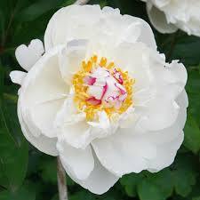 Attēlu rezultāti vaicājumam “Paeonia lactiflora”