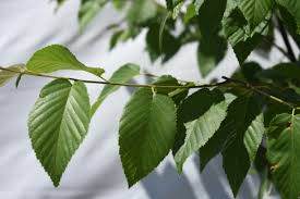 Attēlu rezultāti vaicājumam “Betula”