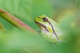 Attēlu rezultāti vaicājumam “Hyla arborea adult”