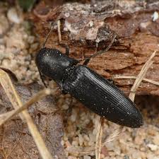 Attēlu rezultāti vaicājumam “Ectinus aterrimus”