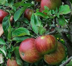Attēlu rezultāti vaicājumam “Malus domestica fruit”