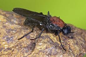 Attēlu rezultāti vaicājumam “Clitellaria ephippium”