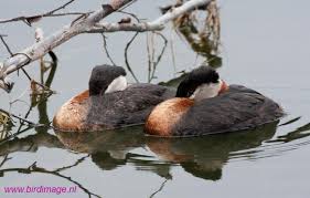 Attēlu rezultāti vaicājumam “Podiceps grisegena adult”