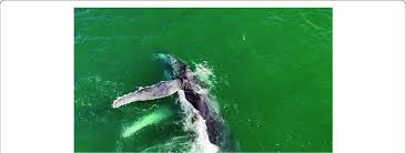 Image result for Megaptera novaeangliae