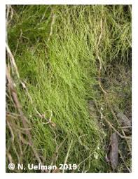 Attēlu rezultāti vaicājumam “Amblystegium serpens sporophyte”