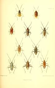 Attēlu rezultāti vaicājumam “Pantilius tunicatus imago”