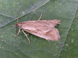 Attēlu rezultāti vaicājumam “Diurnea lipsiella”