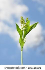 Attēlu rezultāti vaicājumam “Mercurialis perennis bud”