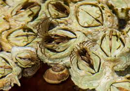 Attēlu rezultāti vaicājumam “Balanus improvisus”