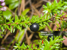 Attēlu rezultāti vaicājumam “Empetrum nigrum fruit”