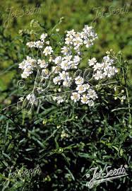 Image result for Achillea Ptarmica