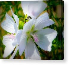 Attēlu rezultāti vaicājumam “Malva moschata alba flower”