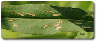 Attēlu rezultāti vaicājumam “Microrrhinum minus leaf”