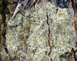 Attēlu rezultāti vaicājumam “Lecanora conizaeoides”