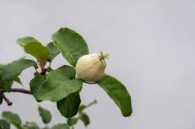 Attēlu rezultāti vaicājumam “Cydonia oblonga fruit”