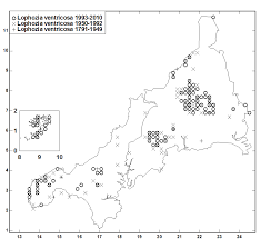 Attēlu rezultāti vaicājumam “Lophozia ventricosa”