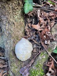 Attēlu rezultāti vaicājumam “Reticularia lycoperdon young”