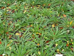 Attēlu rezultāti vaicājumam “Echium vulgare bud”