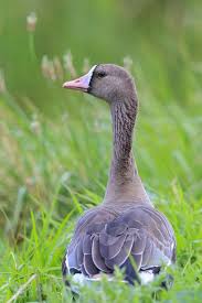 Attēlu rezultāti vaicājumam “Anser albifrons”