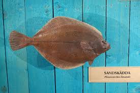 Image result for Limanda limanda