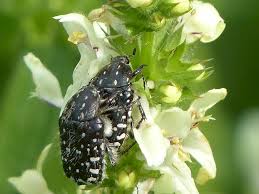 Attēlu rezultāti vaicājumam “Oxythyrea funesta”