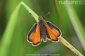 Attēlu rezultāti vaicājumam “Thymelicus sylvestris”