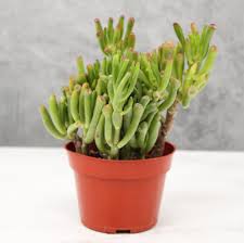 Image result for Crassula hobbit