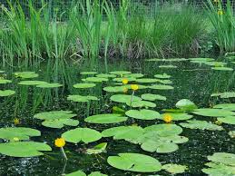 Attēlu rezultāti vaicājumam “Nuphar lutea fruit”