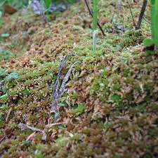 Attēlu rezultāti vaicājumam “Sphagnum riparium”