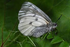 Attēlu rezultāti vaicājumam “Parnassius mnemosyne”