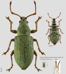 Attēlu rezultāti vaicājumam “Phyllobius”