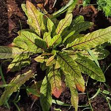 Image result for Rumex sanguineum