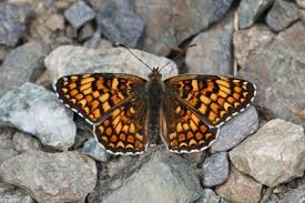 Attēlu rezultāti vaicājumam “Melitaea phoebe upperside”