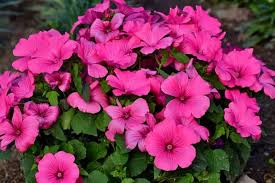 Image result for Lavatera trimestris