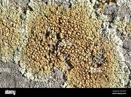 Attēlu rezultāti vaicājumam “Lecanora muralis”