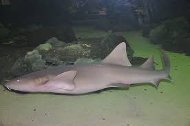 Image result for Ginglymostoma cirratum