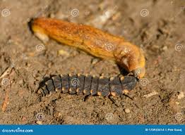 Attēlu rezultāti vaicājumam “Lampyris noctiluca larva”