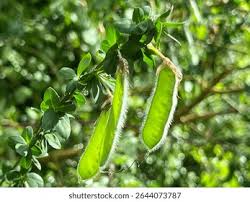 Attēlu rezultāti vaicājumam “Cytisus scoparius fruit”