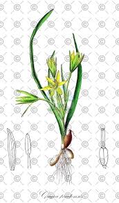 Attēlu rezultāti vaicājumam “Gagea pratensis flower”