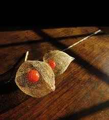 Attēlu rezultāti vaicājumam “Physalis alkekengi fruit”