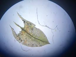 Attēlu rezultāti vaicājumam “Bryum weigelii”