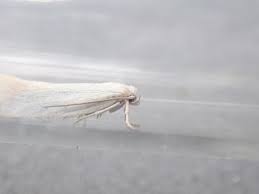 Attēlu rezultāti vaicājumam “Elachista argentella”