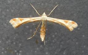 Attēlu rezultāti vaicājumam “Platyptilia gonodactyla”